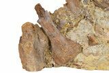 Fossil Dinosaur Teeth, Bones & Tendons in Sandstone - Wyoming #292583-2